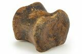 Hadrosaur (Edmontosaurus) Caudal Vertebra Centrum - South Dakota #319288-1